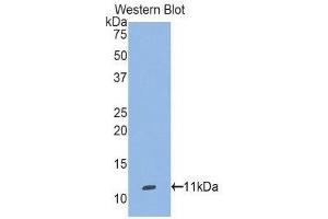 Western Blotting (WB) image for anti-Selenoprotein W, 1 (SEPW1) (AA 1-86) antibody (ABIN1860531) (Selenoprotein W antibody  (AA 1-86))