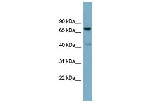 WB Suggested Anti-LRDD Antibody Titration: 0. (PIDD antibody  (N-Term))