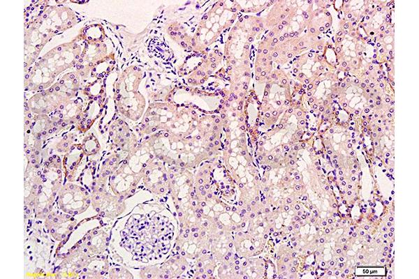FGF7 antibody  (AA 101-194)