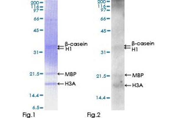 TSSK3 Protein (AA 1-268) (GST tag)