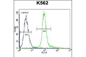 Flow cytometric analysis of K562 cells (right histogram) compared to a negative control cell (left histogram). (GLMN antibody  (C-Term))