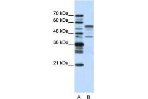 WB Suggested Anti-BLZF1 Antibody Titration:  2. (BLZF1 antibody  (N-Term))