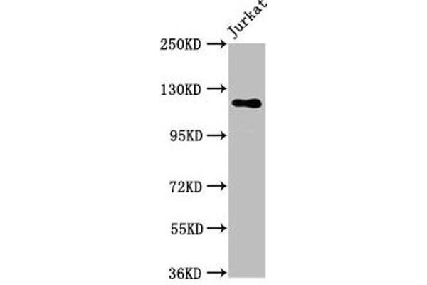 SREBF1 抗体  (AA 38-201)