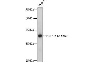 Western blot analysis of extracts of THP-1 cells, using NCF4/p40-phox antibody (ABIN7268900) at 1:1000 dilution. (NCF4 antibody)