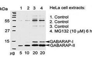 Western blot testing of GABARAP antibody and Hela cells treated with 26S proteasome complex blocker MG132. (GABARAP antibody  (AA 1-30))