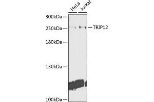 Western blot analysis of extracts of various cell lines, using TRIP12 antibody (ABIN6129753, ABIN6149543, ABIN6149544 and ABIN6225295) at 1:1000 dilution. (TRIP12 antibody  (AA 1-240))