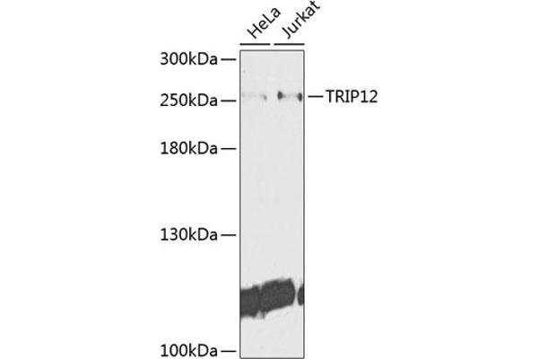 TRIP12 抗体  (AA 1-240)