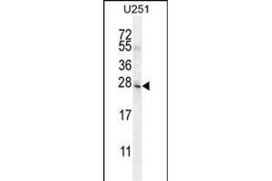 BHLHA15 Antibody (C-term) (ABIN654606 and ABIN2844305) western blot analysis in  cell line lysates (35 μg/lane). (BHLHA15 antibody  (C-Term))