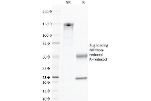 SDS-PAGE (SDS) image for anti-Protein tyrosine Phosphatase, Receptor Type, C (PTPRC) antibody (ABIN6940466)
