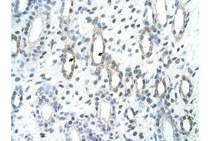 BAG2 antibody was used for immunohistochemistry at a concentration of 4-8 ug/ml to stain Epithelial cells of renal tubule (arrows) in Human Kidney. (BAG2 antibody  (C-Term))