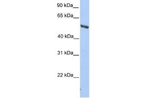 IMPDH2 antibody used at 1 ug/ml to detect target protein.