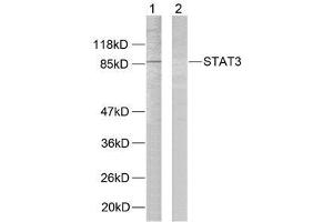 Western blot analysis of extracts from HeLa cells using STAT3 (Ab-727) antibody (E021046). (STAT3 antibody)