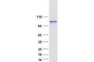 Validation with Western Blot (DDX4 Protein (Transcript Variant 1) (Myc-DYKDDDDK Tag))