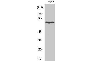 Western Blotting (WB) image for anti-Hypocretin (Orexin) Receptor 2 (HCRTR2) (C-Term) antibody (ABIN3176686) (HCRTR2 antibody  (C-Term))