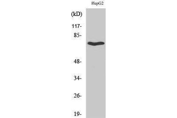 HCRTR2 anticorps  (C-Term)