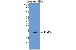 Western Blotting (WB) image for anti-Epidermal Growth Factor (EGF) (AA 609-751) antibody (ABIN1077992) (EGF antibody  (AA 609-751))