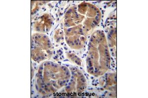 SYPL1 Antibody (N-term) (ABIN656672 and ABIN2845911) immunohistochemistry analysis in formalin fixed and paraffin embedded human stomach tissue followed by peroxidase conjugation of the secondary antibody and DAB staining. (SYPL1 antibody  (N-Term))