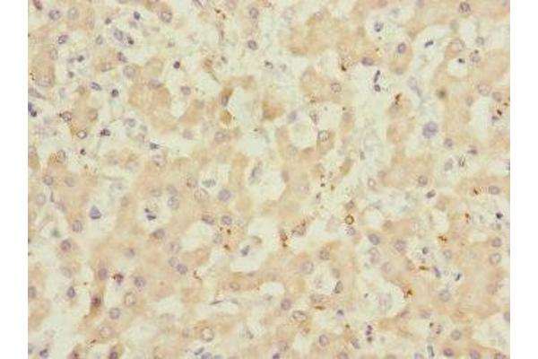 ADAMTSL4 antibody  (AA 795-1074)