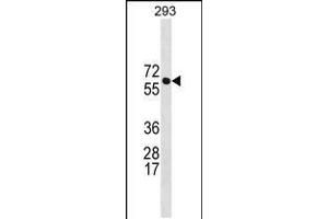 Western blot analysis in 293 cell line lysates (35ug/lane). (BRAP antibody  (N-Term))