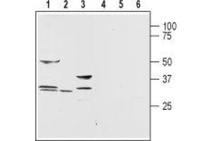 Western blot analysis of rat brain (lanes 1 and 4), testis (lanes 2 and 5) and liver (lanes 3 and 6) membranes:1,2,3. (Aquaporin 9 (AQP9) Peptide)