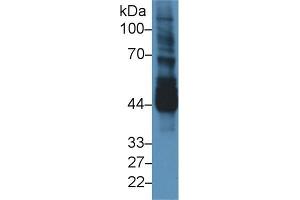 Western blot analysis of Mouse Testis lysate, using Mouse NEK2 Antibody (3 µg/ml) and HRP-conjugated Goat Anti-Rabbit antibody ( (NEK2 antibody  (AA 148-397))