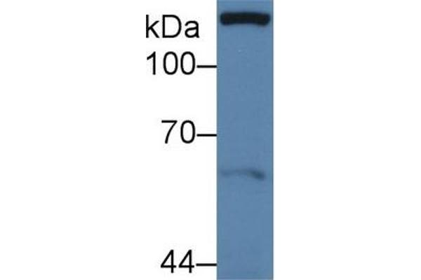 Paxillin antibody  (AA 201-461)