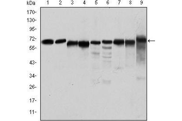 PRKAA1 antibody