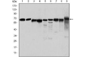 Western blot analysis using PRKAA1 mouse mAb against Jurkat (1), Hela (2), HepG2 (3), MCF-7 (4), Cos7 (5), NIH/3T3 (6), K562 (7), HEK293 (8), and PC-12 (9) cell lysate. (PRKAA1 antibody)
