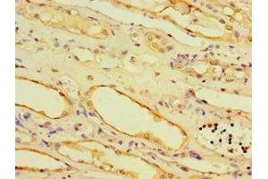 Immunohistochemistry of paraffin-embedded human kidney tissue using ABIN7168521 at dilution of 1:100 (AHCYL1 antibody  (AA 31-260))