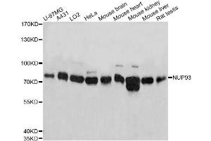 Western blot analysis of extracts of various cell lines, using NUP93 antibody (ABIN1873990) at 1:3000 dilution.