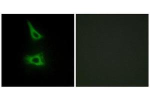 Immunofluorescence (IF) image for anti-LI Cadherin (Internal Region) antibody (ABIN1850218) (LI Cadherin antibody  (Internal Region))