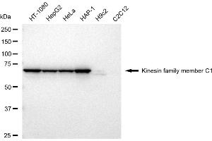 Western blotting analysis using Kinesin family member C1 antibody (ABIN7799209).