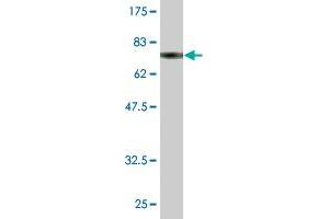 Western Blotting (WB) image for anti-Polymerase (DNA Directed), gamma 2, Accessory Subunit (POLG2) (AA 1-485) antibody (ABIN524663)