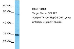 Host: Rabbit Target Name: SEL1L2 Sample Tissue: Human HepG2 Whole Cell Antibody Dilution: 1ug/ml