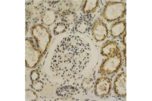 Immunohistochemistry image of Glypican-4 staining in sections of human kidney tissue. (GPC4 antibody  (AA 509-520))