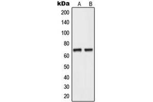 Western blot analysis of NEIL3 expression in human testis (A), HepG2 (B) whole cell lysates. (NEIL3 antibody  (C-Term))