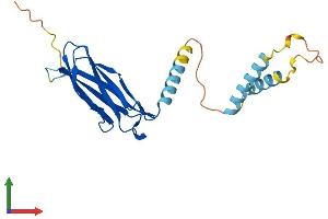 AlphaFold protein structure predicition of Mouse Recombinant Mospd1 Protein, UniprotID Q8VEL0 (MOSPD1 Protein (AA 1-213) (His tag))