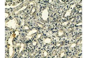 ABIN184607 (4µg/ml) staining of paraffin embedded Human Kidney. (Tensin 1 antibody  (C-Term))