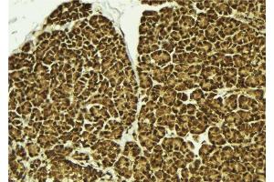 ABIN6278789 at 1/100 staining Mouse pancreas tissue by IHC-P. (CHRAC1 antibody  (C-Term))