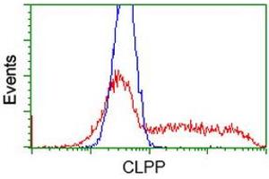 HEK293T cells transfected with either RC200301 overexpress plasmid (Red) or empty vector control plasmid (Blue) were immunostained by anti-CLPP antibody (ABIN2453955), and then analyzed by flow cytometry.