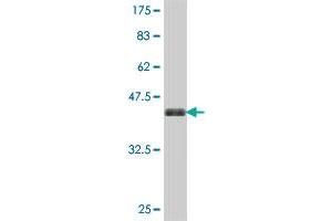 Western Blot detection against Immunogen (37. (ELAVL2 antibody  (AA 1-100))