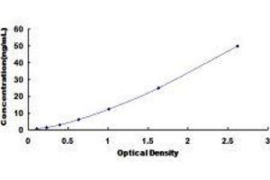 Riboflavin Kinase (RFK) ELISA Kit