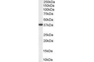 Western Blotting (WB) image for Aldo-Keto Reductase Family 1, Member B1 (Aldose Reductase) (AKR1B1) peptide (ABIN370286) (Aldo-Keto Reductase Family 1, Member B1 (Aldose Reductase) (AKR1B1) Peptide)