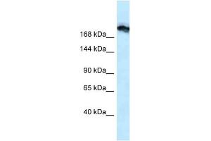 WB Suggested Anti-Tjp1 Antibody Titration: 1. (TJP1 antibody  (N-Term))