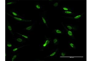 Immunofluorescence of purified MaxPab antibody to MLLT1 on HeLa cell. (MLLT1 antibody  (AA 1-559))