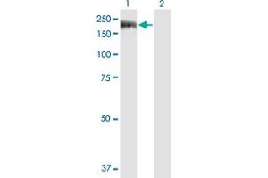 Western Blot analysis of FLJ23588 expression in transfected 293T cell line by FLJ23588 MaxPab polyclonal antibody. (EFCAB6 antibody  (AA 1-1349))