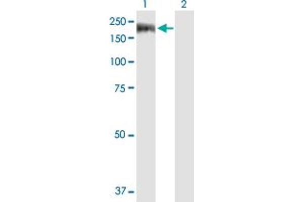 EFCAB6 antibody  (AA 1-1349)