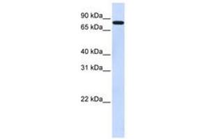 Image no. 1 for anti-Zinc Finger Protein 287 (ZNF287) (N-Term) antibody (ABIN6740602) (ZNF287 antibody  (N-Term))