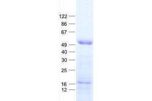 Validation with Western Blot (TFAP2B Protein (His tag))