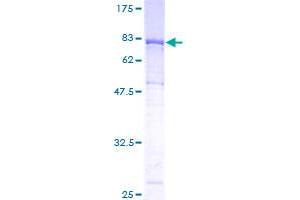 ICAM-3/CD50 Protein (AA 30-547) (GST tag)